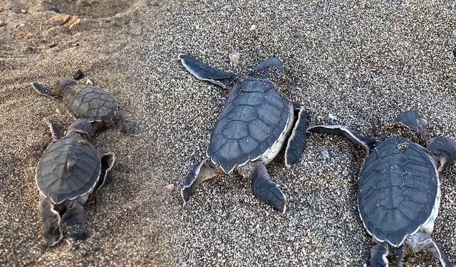 Mersin Barosu'ndan Yavru Deniz Kaplumbağaları ve Kum Zambakları İçin İmza Kampanyası