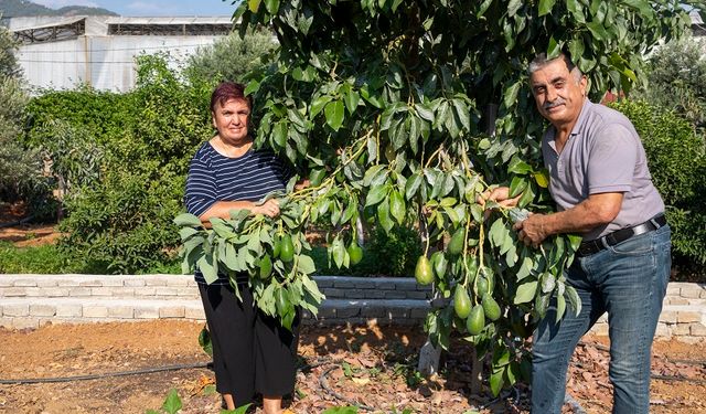 Mersin’de Tarıma Destek: Büyükşehir Belediyesi Üreticileri Yeniden Kazandırıyor