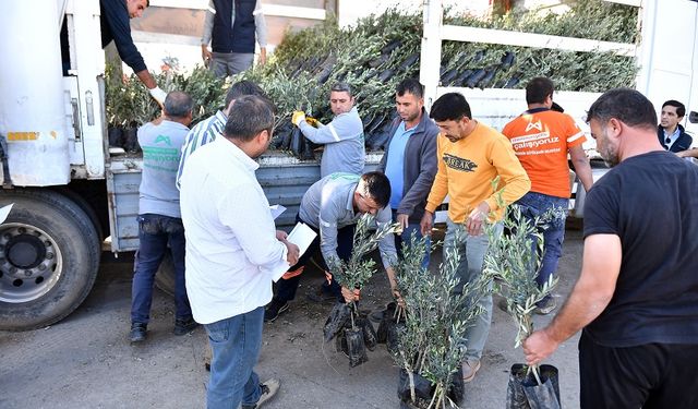 Mersin Büyükşehir'den Çiftçiye ve Hayvancıya Büyük Destek: Zeytin Fidanı ve Mısır Yem Dağıtımı