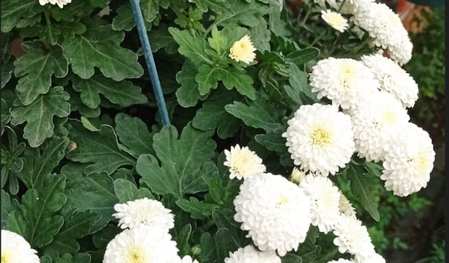 Bahar Yorgunluğu Kapıda