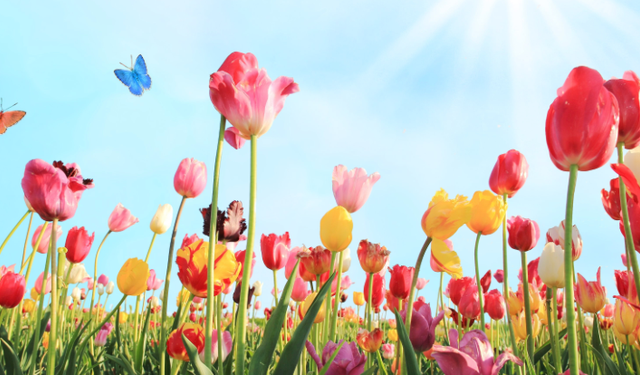 Yazın Müjdesi Çiçekler Bahçelerde Yerini Alıyor