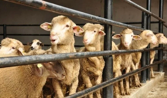Resmi Açıklama Geldi: Kurban Bayramı Tatili Uzayacak mı? Tarihler Netleşti!
