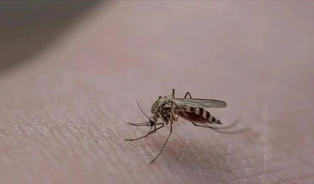 Yaz Akşamlarında Bu İçeceği İçenlere Kötü Haber! Sivrisinekler Peşinizi Bırakmıyor