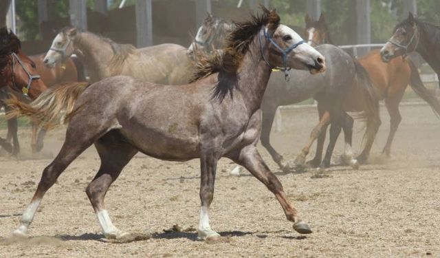 Baba Mevlüt’ün Damlası Altından Değerli Spermalar Herkese Satılmıyor