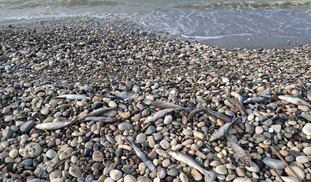 Mersin'de denize girmek tehlikelimi ? Mersin sahillerinde endişelendiren görüntü