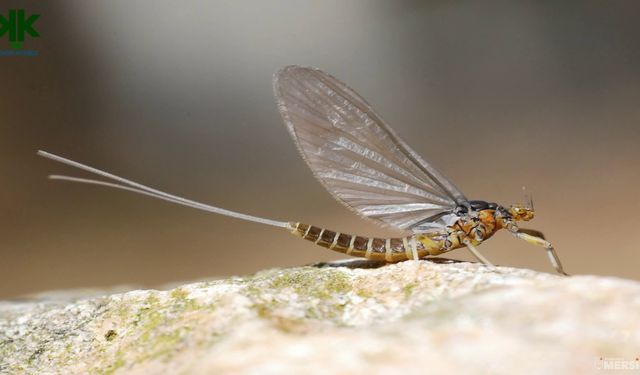 Sakarya Nehri’nde Olağanüstü Görüntü: Birgün Sineklerinden “Ölüm Uçuşu”