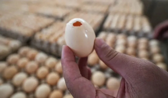 Tarsus’ta 60 Bin Kaçak ve Bozuk Yumurta Ele Geçirildi