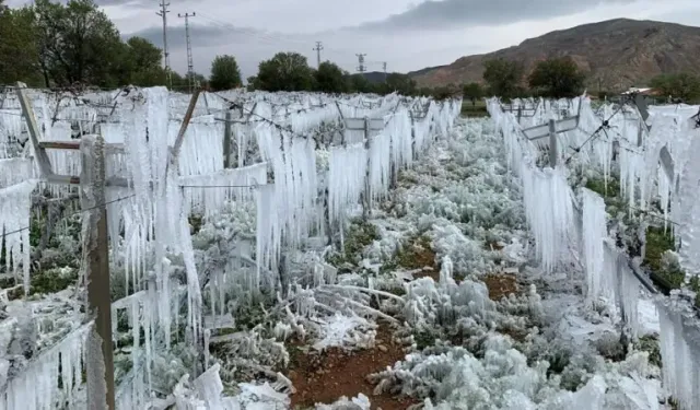 Mersinli Üreticiler Dikkat: Zirai Don Destekleri Açıklandı