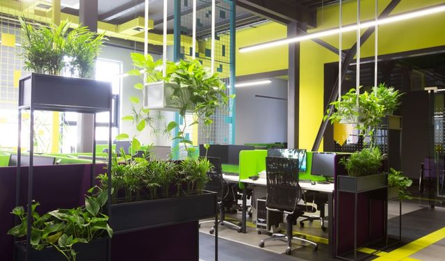 Ofis dekorasyonlarında Doğallık Trendi