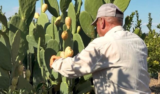 Mersin’de Kurak Tarlaların Lezzeti: Dikenli İncir Dondurmaya Dönüştü