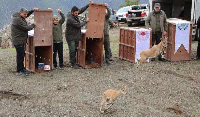Mersin'de Yakalanan 5 Yaban Keçisi Amasya'da Doğaya Salındı