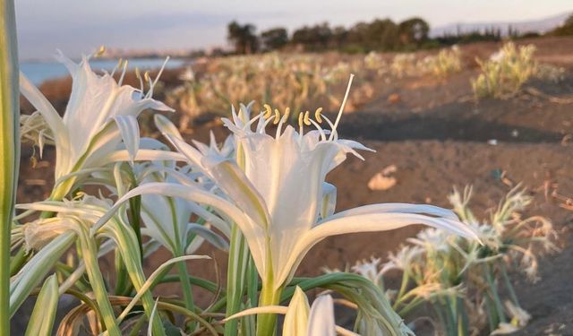 Bu Çiçeği Koparana 2 Milyon 800 Bin TL Ceza!