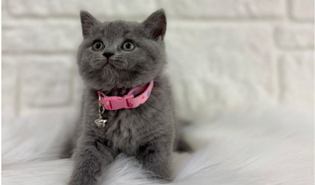 Sakin ve Sevecen Bir Ev Arkadaşı Arayanlar İçin British Shorthair