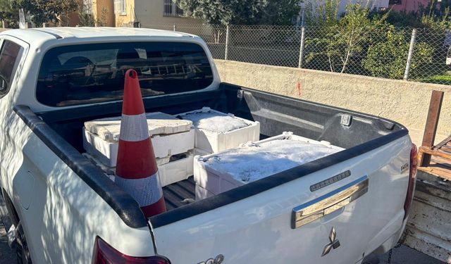 Tarsus’ta 250 Kilogram Sağlıksız Balık İmha Edildi
