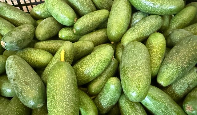 Alanya avokadosunda rekolte beklentisi 150 milyon adet