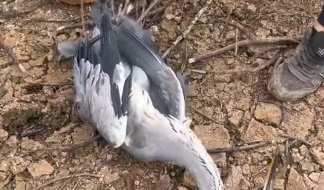 Ayağına misina dolanan mavi balıkçıl kuş kurtarıldı