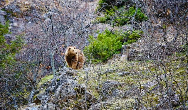 Mahkeme, Munzur'da doğal sit alanı iptal davasını reddetti