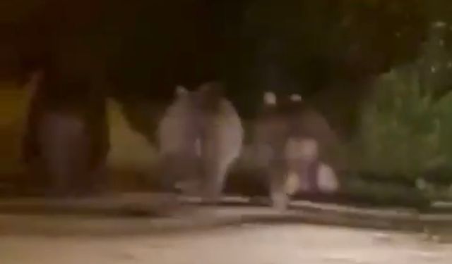 Yola inen bozayı ve yavruları kamerada