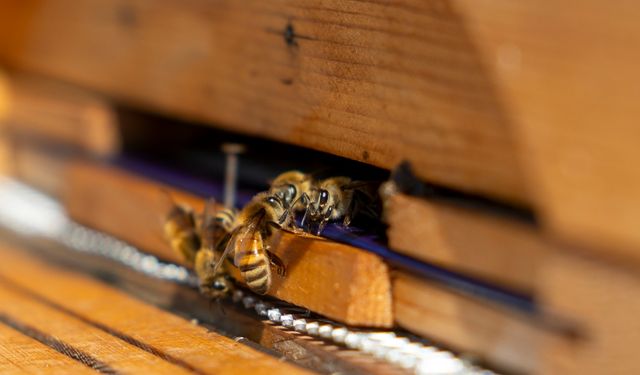 Yenişehir Belediyesi’nden Türkiye’de Bir İlk: Arı Merası Kuruldu