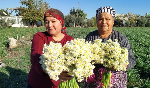 Mersin'de nergisler erken açtı; boğumu 300 TL'ye satılıyor