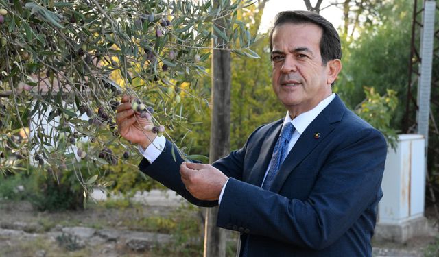 Dünyanın en sağlıklı zeytinyağının litresi 1500 TL