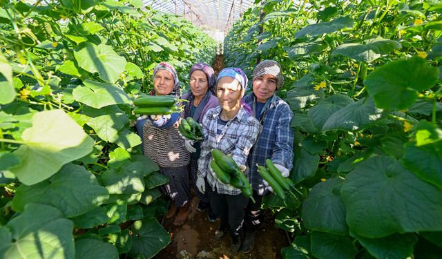 Mersin'de üreticiye fide dağıtıldı