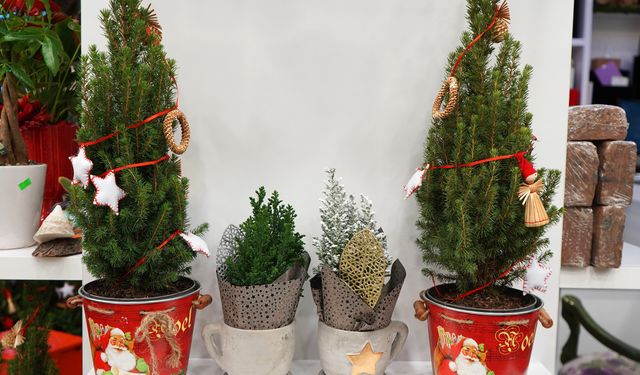 Yeni yıl sepetleri 3 bin liradan, canlı çamlar 1200 liradan alıcı buluyor