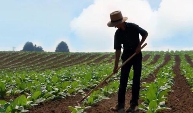 Mersin Çiftçileri 2025’te Ne Ekiyor?