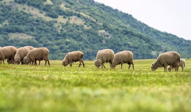 Mersin Çobanlık Mesleği Yeniden Canlanıyor