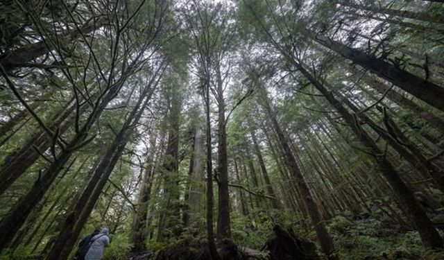 Yağmurun Hiç Durmadığı Ülke ve Şehir neresi ?