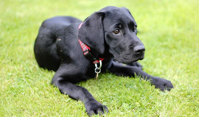 Labrador Retriever Satın Alma Rehberi  Labrador Retriever Fiyatları 2026