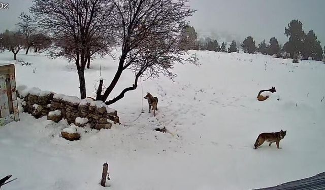 Bozyazı’da Kurtlar Köye İndi