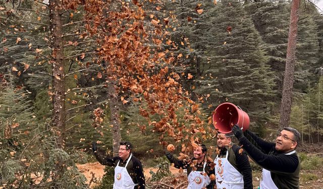 Bucak'ta karpelli sedir tohumları toprakla buluştu