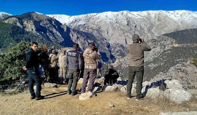 Çamlıyayla'da yaban keçileri