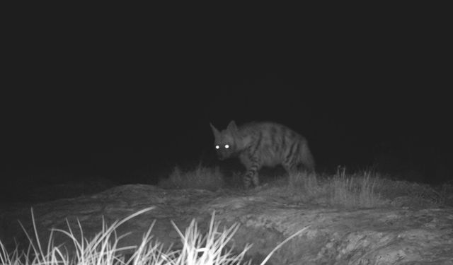 Dağ ceylanı, çizgili sırtlan ve kurt aynı habitatı paylaşıyor