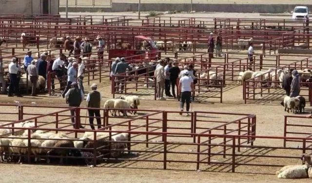 OSMANİYE Hayvan Pazarı Nerede !