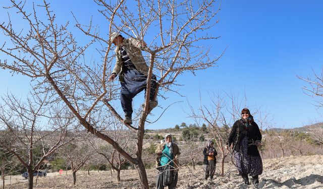 Mersin'de organik tarım yaygınlaşıyor