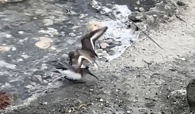 Milleyha'da kara karınlı kum kuşlarının yiyecek mücadelesi