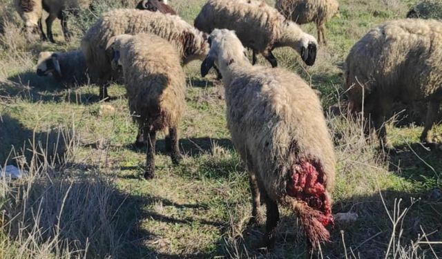Yabani hayvanlar, küçükbaş sürüsüne saldırdı