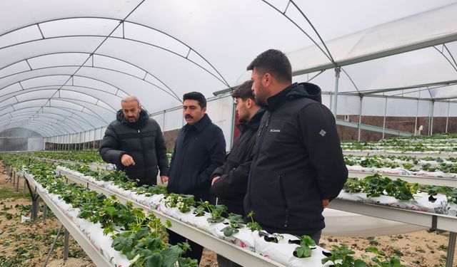 Yayladağı'nda örtü altında çilek üretimi sürüyor