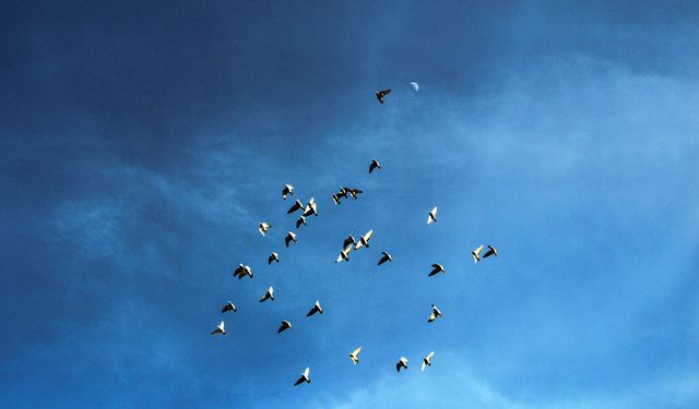 'Evladım' dediği güvercinini bulup getirene 75 bin TL ödül verecek