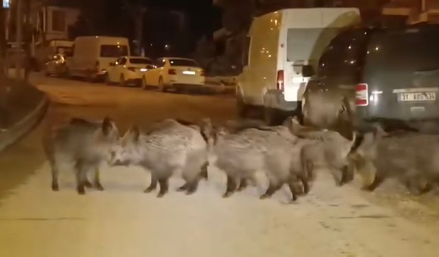 Hatay'da yaban domuzu sürüsü yerleşim yerine indi