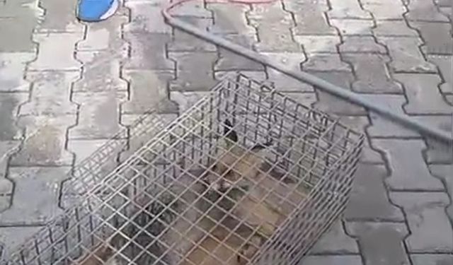 Hatay'da yaralı tilki tedaviye alındı