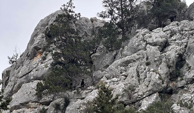 Kayalıkta mahsur kalan keçi ve kuzusunu itfaiye kurtardı