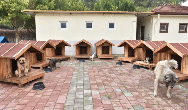 Kepez'de sokak hayvanlarına sıcacık yuvalar