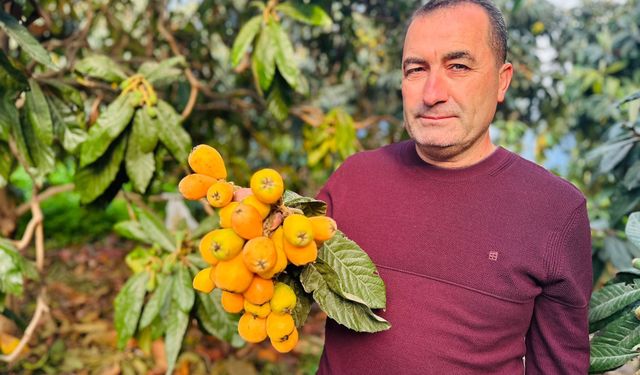 Mersin'de hasadına başlanan turfanda yenidünya kilosu bin 500 TL'ye ihraç ediliyor