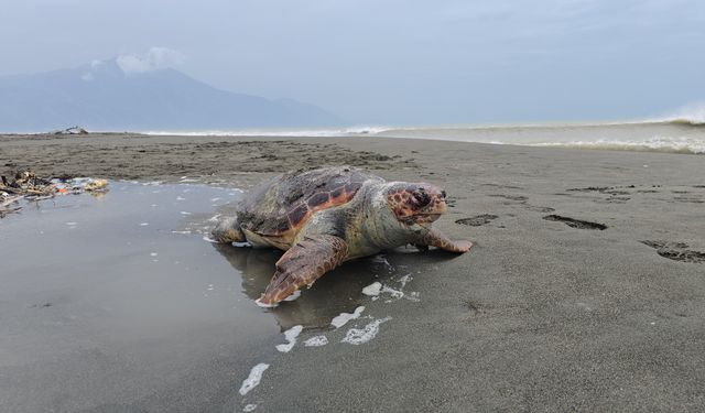 Nesli tehlike altındaki yeşil deniz kaplumbağası sahilde ölü bulundu