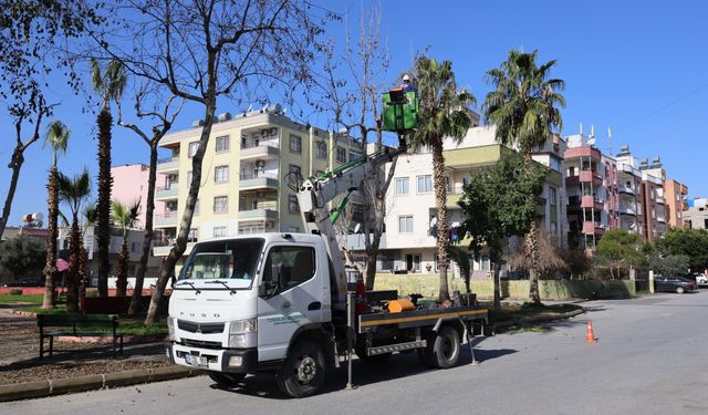 Toroslar'da ağaçlara kış bakımı
