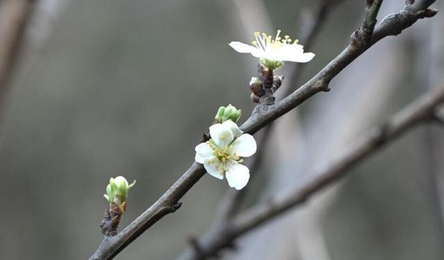 Silifke’de Yalancı Bahar: Erik Ağaçları Erken Çiçek Açtı
