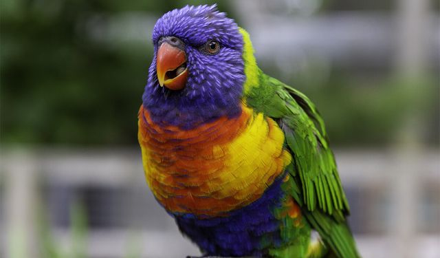 Papağan Sahiplenme Rehberi